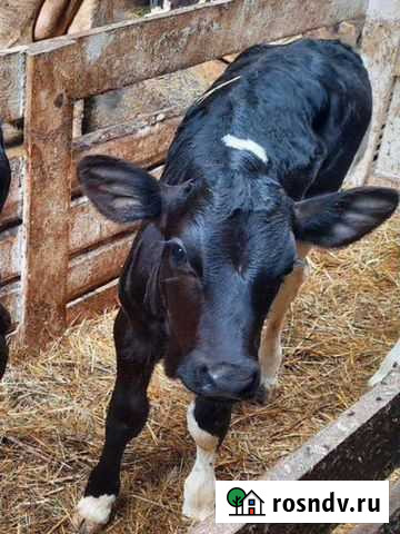 Бычки и телочки разных пород Зимовники - изображение 1