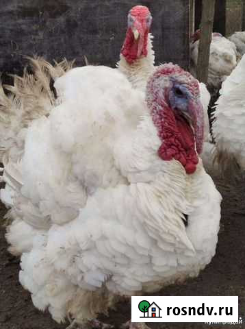 Мясо индейки Сызрань - изображение 1