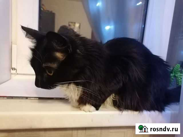 Присмотр за котиком Солнечногорск - изображение 1