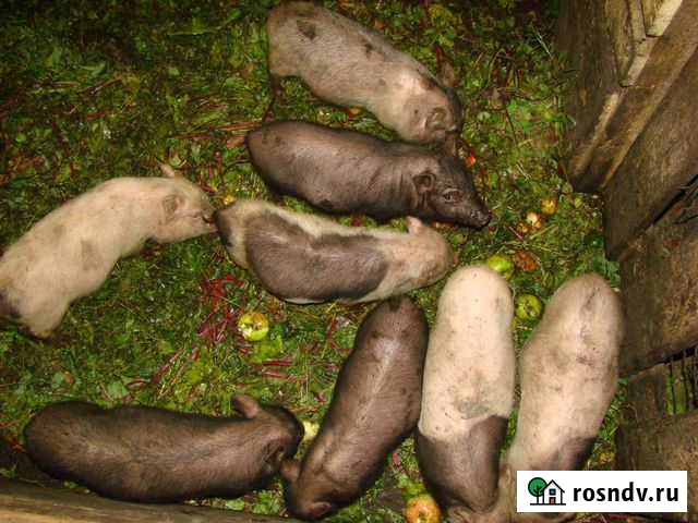 Вьетнамские поросята Первомайский - изображение 1