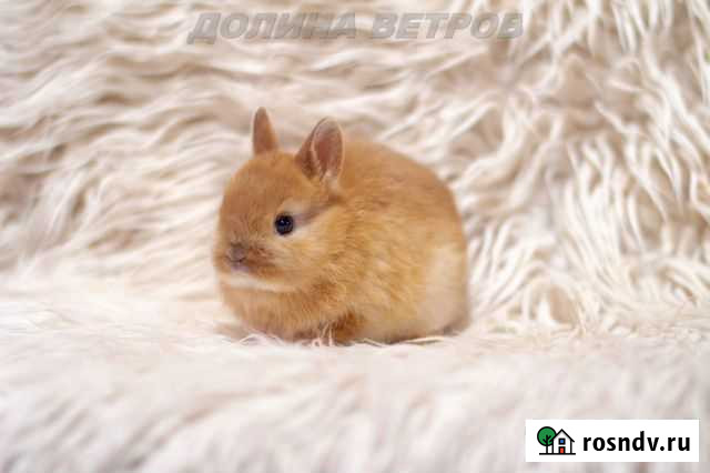 Мальчик минор карликовый кролик, желтый оттер Москва - изображение 1