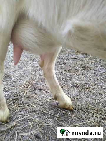 Козлята от высокоудойных коз Майкоп - изображение 1