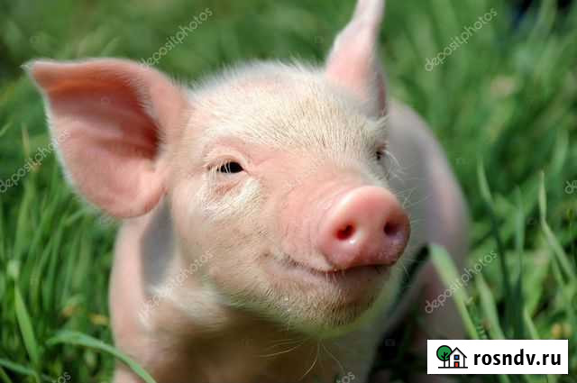 Поросята Николаевка - изображение 1