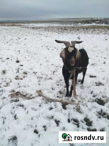 Нубийский козлик вязка Оса - изображение 1