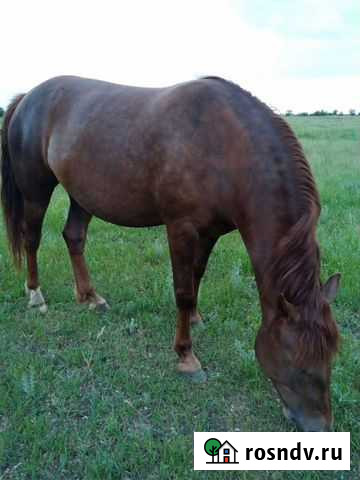 Лошадь Большая Мартыновка - изображение 1