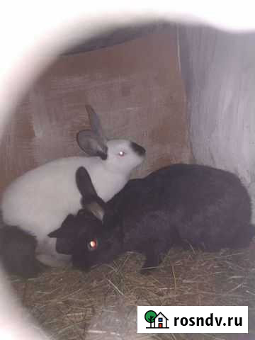 Кролики Новокузнецк - изображение 1