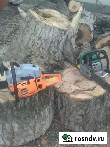 Убирают деревья на огороде Шали - изображение 1