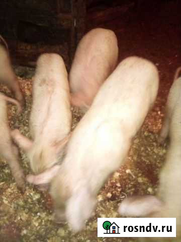 Поросята ландрас Усть-Катав - изображение 1