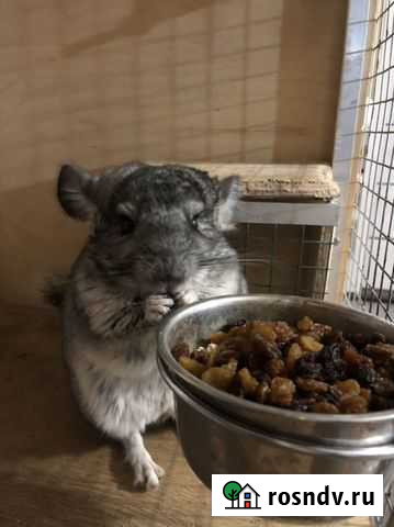 Шиншилла Омск - изображение 1