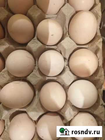 Домашние утиные яйца Благовещенск - изображение 1