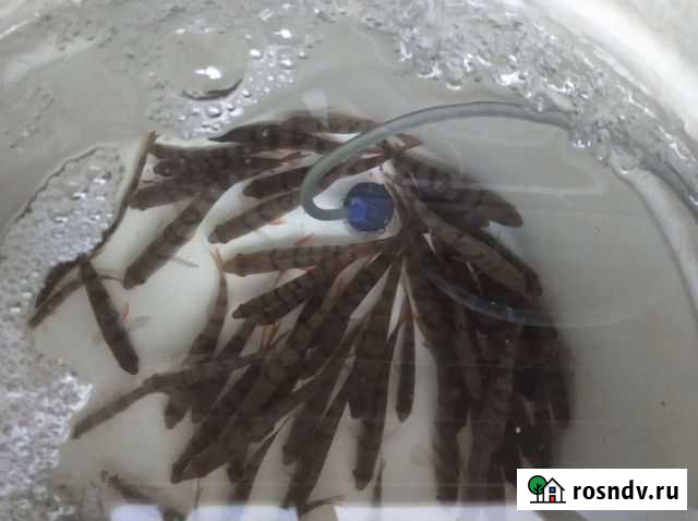 Живец окунь Магнитогорск - изображение 1