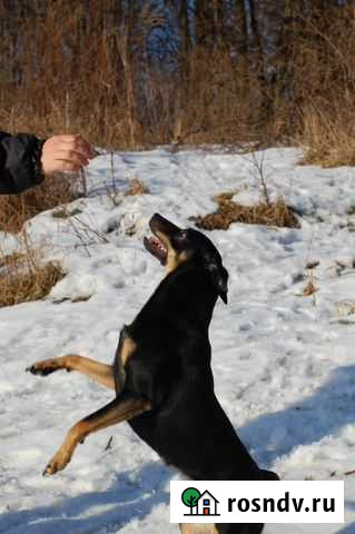 Передержка собак Тула - изображение 1