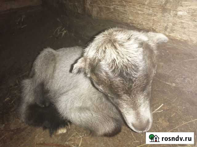 Козы и козлики чехи, ламанчи, альпийские, зааненск Острогожск - изображение 1