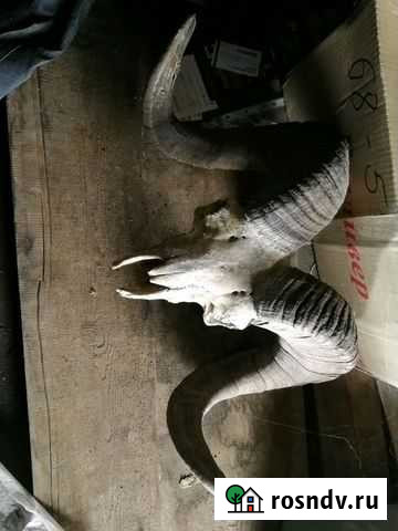 Рога Барана трофейные Елизово - изображение 1