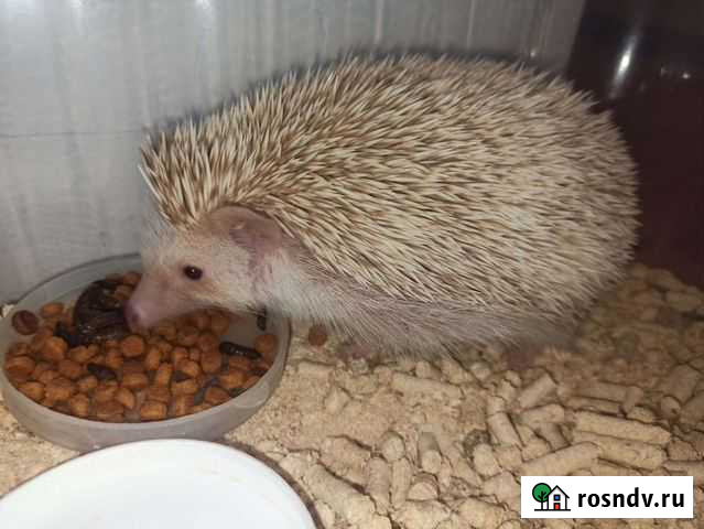 Африканский ежик Армавир - изображение 1