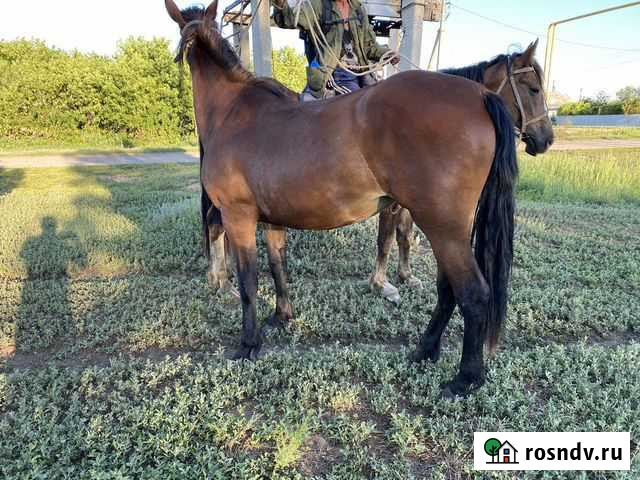 Продам лошадь ожеребилась 4 месяца назад Чапаевск - изображение 1