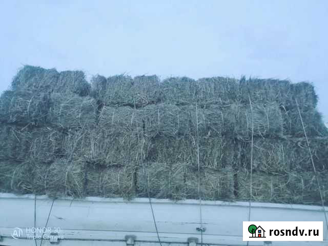 Сено Чита - изображение 1