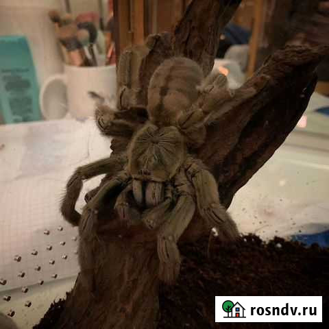 Паук-птицеед (малыши L4-L6) P.Cambredgei Калининград - изображение 1