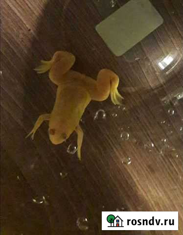 Лягушка Когалым - изображение 1