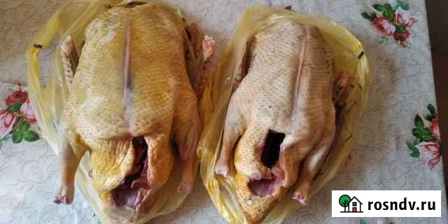 Мясо индоутки Курск - изображение 1