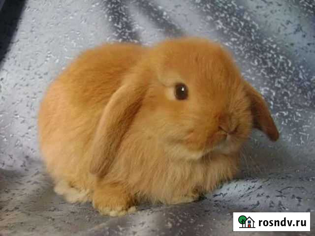 Декоративные кролики Старый Оскол - изображение 1