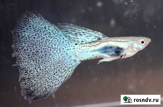 Гуппи Иваново - изображение 1