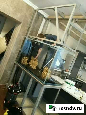 Обослуживание вашего аквариума Курск - изображение 1