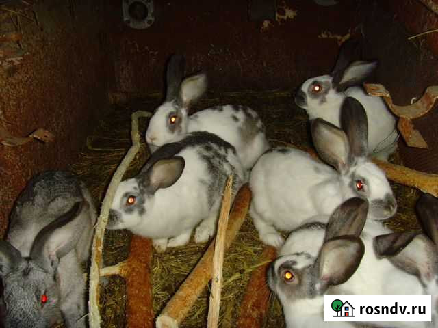 Кролики, крольчата Вязники - изображение 1