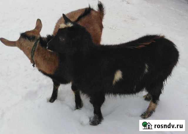 Козлята Сарс - изображение 1