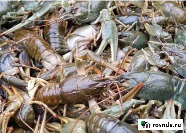 Раки от Майкоп - изображение 1