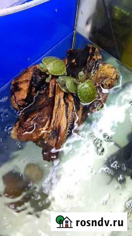 Красноухая черепаха маленькая Сочи - изображение 1