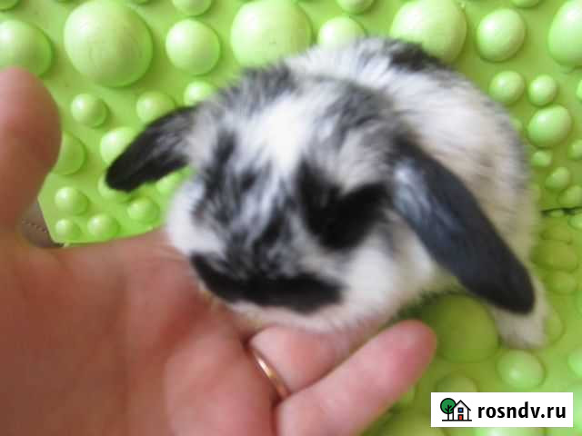 Карликовые, декоративные крольчата разный окрасов Красноярск - изображение 1