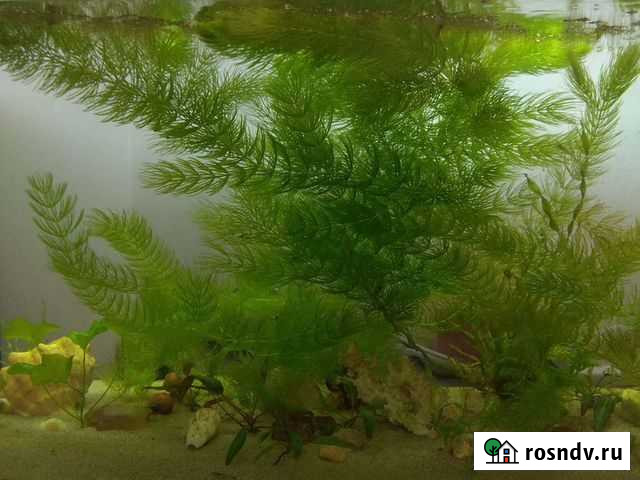 Аквариумные растения Иркутск - изображение 1