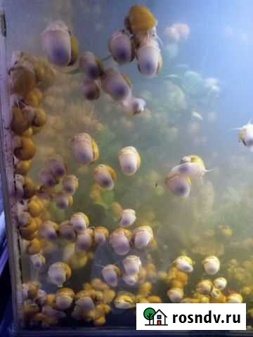 Улитки аквариумные Красноярск - изображение 1