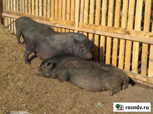 Вьетнамские Челябинск - изображение 1