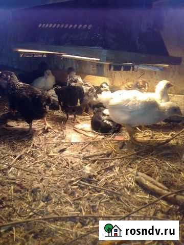 Обмен цыплят Камызяк - изображение 1