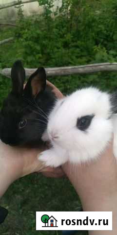 Кролики Городище - изображение 1