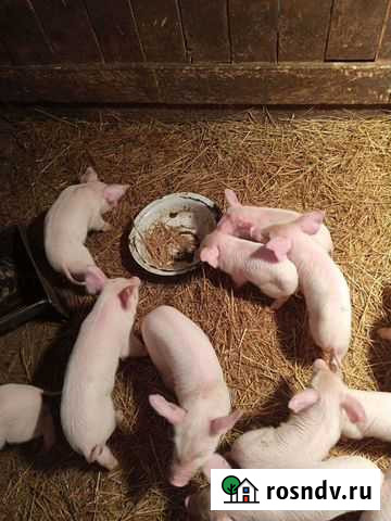 Поросята Ачинск - изображение 1