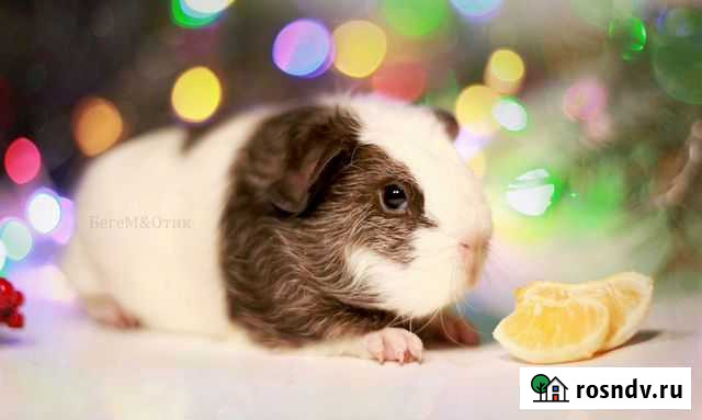 Скинни, цветные крестеды и др - морские свинки Новосибирск - изображение 1