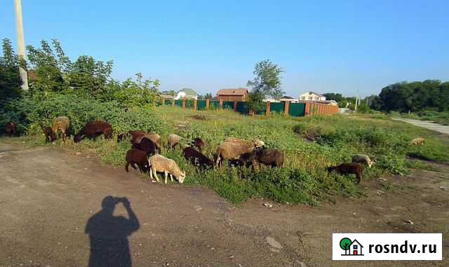 Ягнята, овцы Сызрань - изображение 1