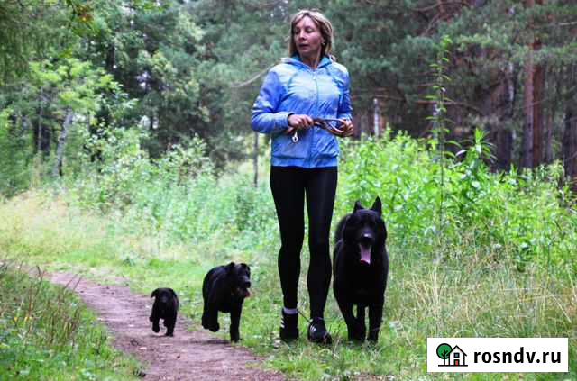 Дрессировка собак в Северске и Томске Северск - изображение 1