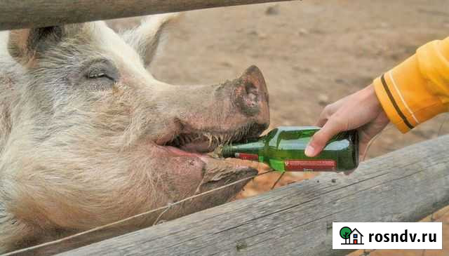 Свинина живым весом Батайск - изображение 1