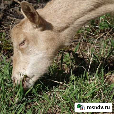 Козья продукция Семенов - изображение 1