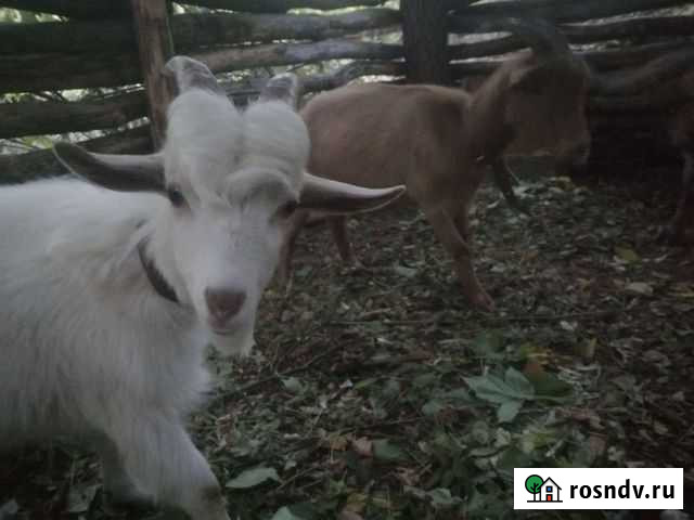 Козлик Оренбург - изображение 1