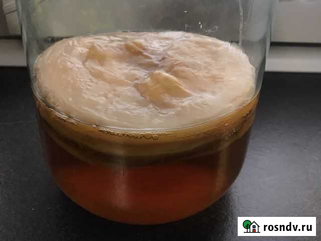 Чайный гриб бесплатно Боровичи - изображение 1