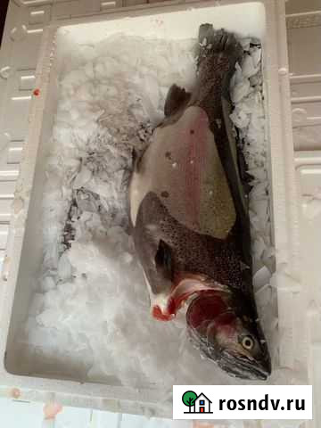 Форель свежая Кондопога - изображение 1