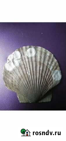 Ракушки гребешки для паделок Зеленодольск - изображение 1