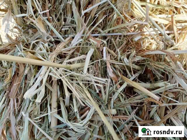 Сено в тюках Ейск - изображение 1