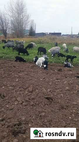 Бараны на откорм и на мясо Малая Пурга - изображение 1