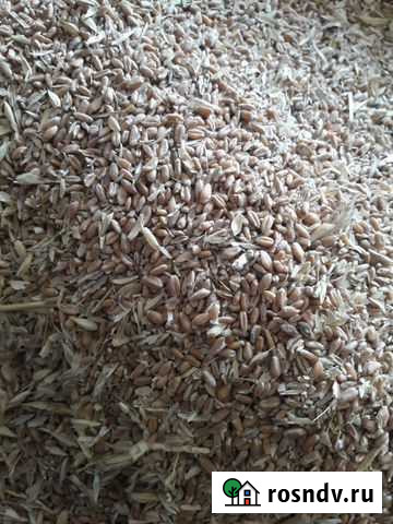 Зерноотходы кукурузы корм Затеречный - изображение 1